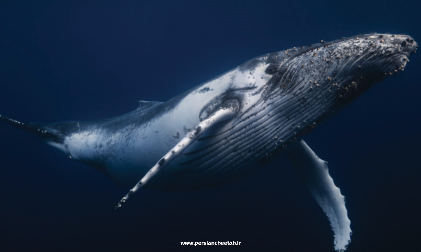روز جهانی نهنگ