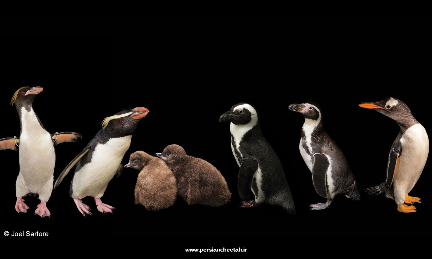روز جهانی پنگوین