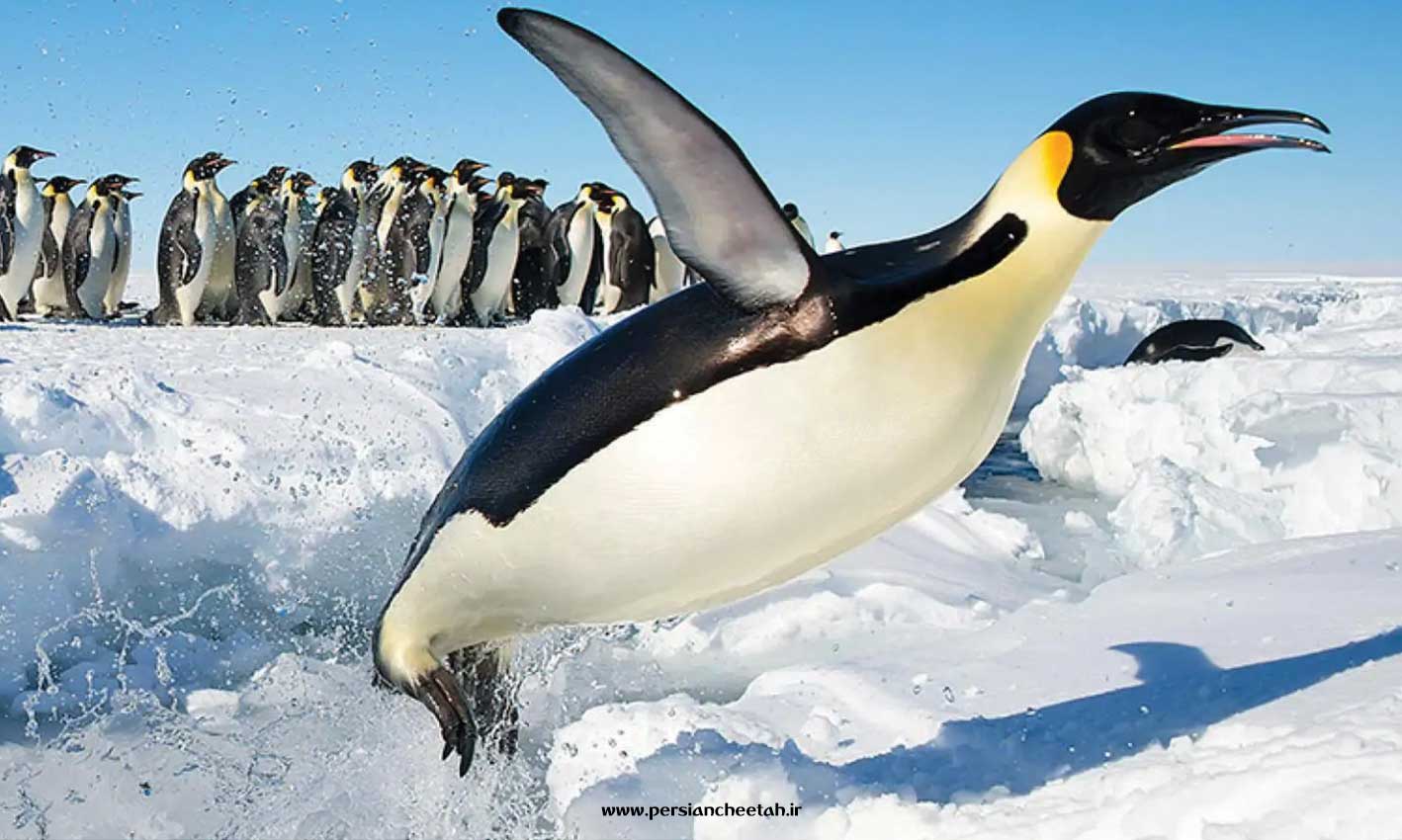 روز جهانی پنگوین